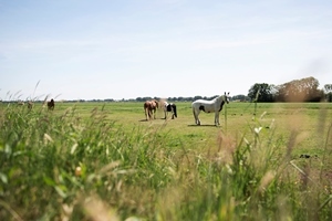 Polder Eemnes